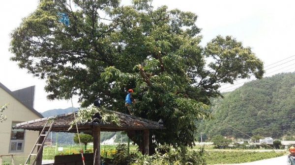 벌목 전문가가 산림피해목을 제거하고 있다