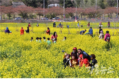 꽃이 피는 4월, 관광객들이 속초시 맹방 유채꽃 축제를 즐기고 있다. (출처=강원도청)