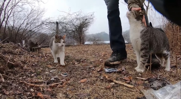 고양이들과 단체로 산책을 다녀왔다 영상의 한 장면. ⓒ haha ha